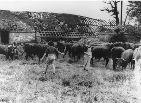 Land Army girls and cattle. c1942