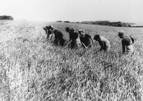 Land Army girls hoeing a Field