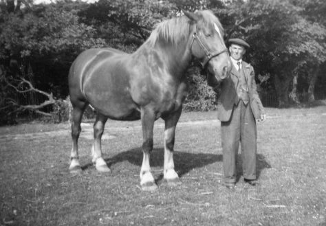 Working horses on Bockhill Farm. c1930