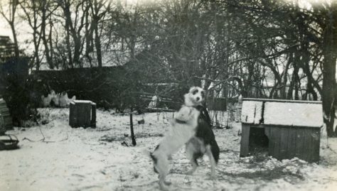Bockhill Farm dogs Nip and Bob playing in the snow. c1920-1930