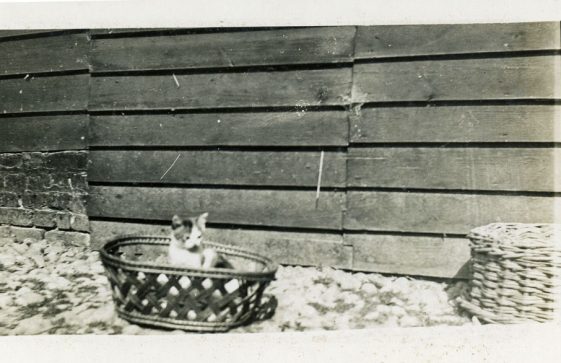 Bockhill Farm cat Peggy