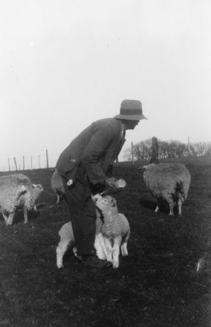 Lambing season at Bockhill Farm. Undated